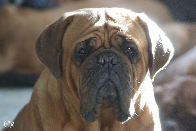 Zen-a ex cubile lamia | Dogue de Bordeaux 