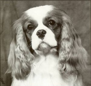 Lymrey Royal Scandal At Ricksbury | Cavalier King Charles Spaniel 