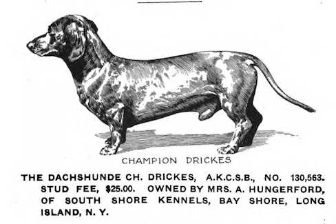 Drickes AKC 130563 | Dachshund 