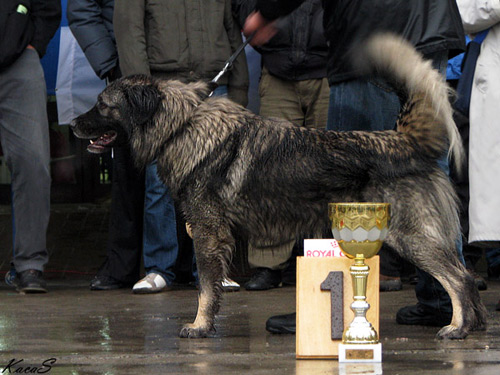 Ari Div  Zlatni Štit | Yugoslavian Shepherd Dog-Sarplaninac 