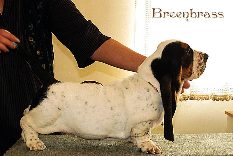 Starline Absolute Spartaco BREENBRASS | Basset Hound 