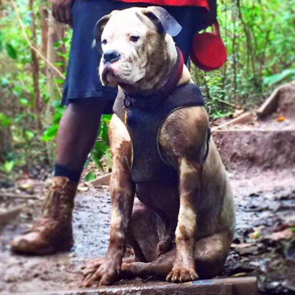 Ares' Zesus | American Bulldog 