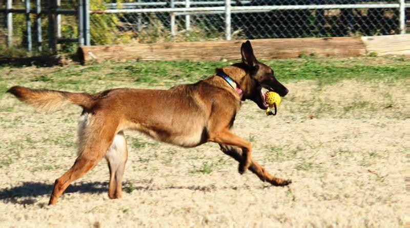 Fuzion Von Valeck Du Chateau De Kama | Belgian Malinois 