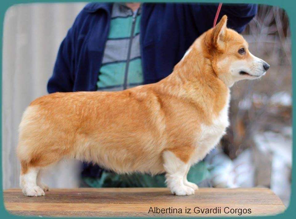 ALBERTINA IZ GVARDII CORGOS | Pembroke Welsh Corgi 
