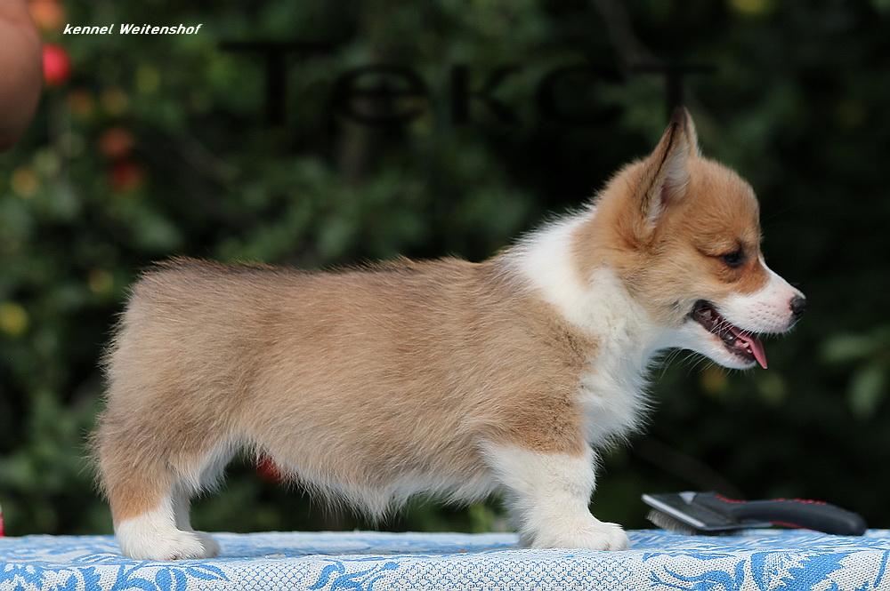 Weitenshof Beauty Day | Pembroke Welsh Corgi 
