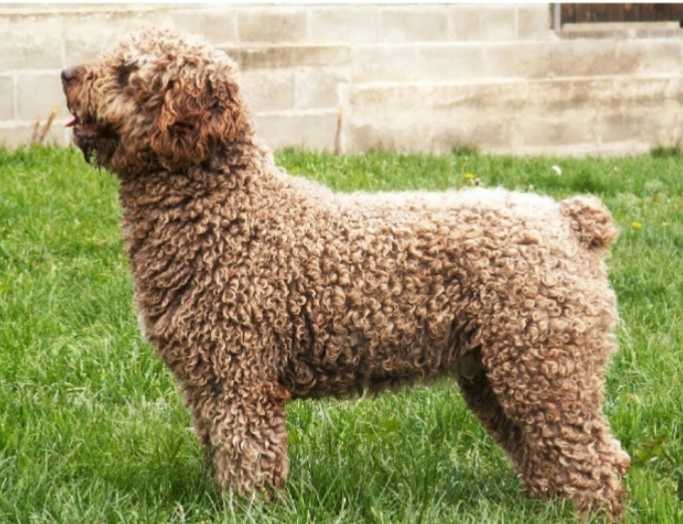 Norteynada Areta Bean | Spanish Water Dog 