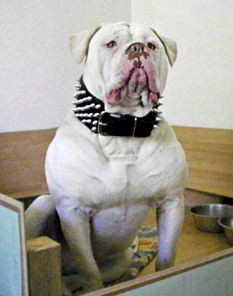 MAGIC WHITE BULLY'S KIMBO OF TEAM LO | American Bulldog 