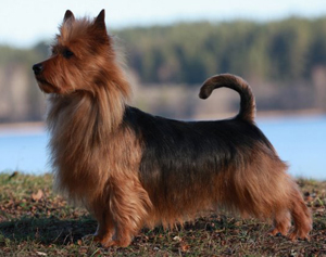 Jaskarin Bravo | Australian Terrier 