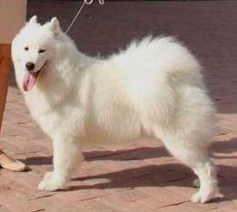 Lunnyi Veter Nate | Samoyed 