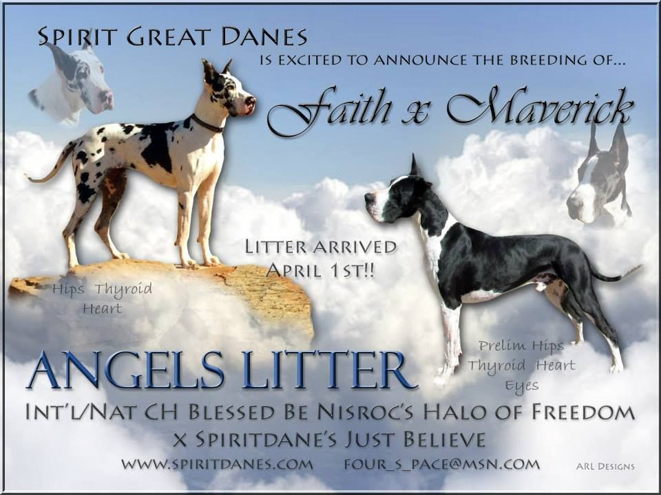 Blessed Be Nisroc's Halo of Freedom | Great Dane 