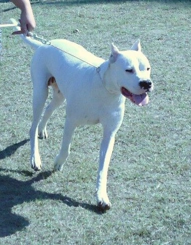 Tacuara Anillo de Rey Blanco | Argentine Dogo 