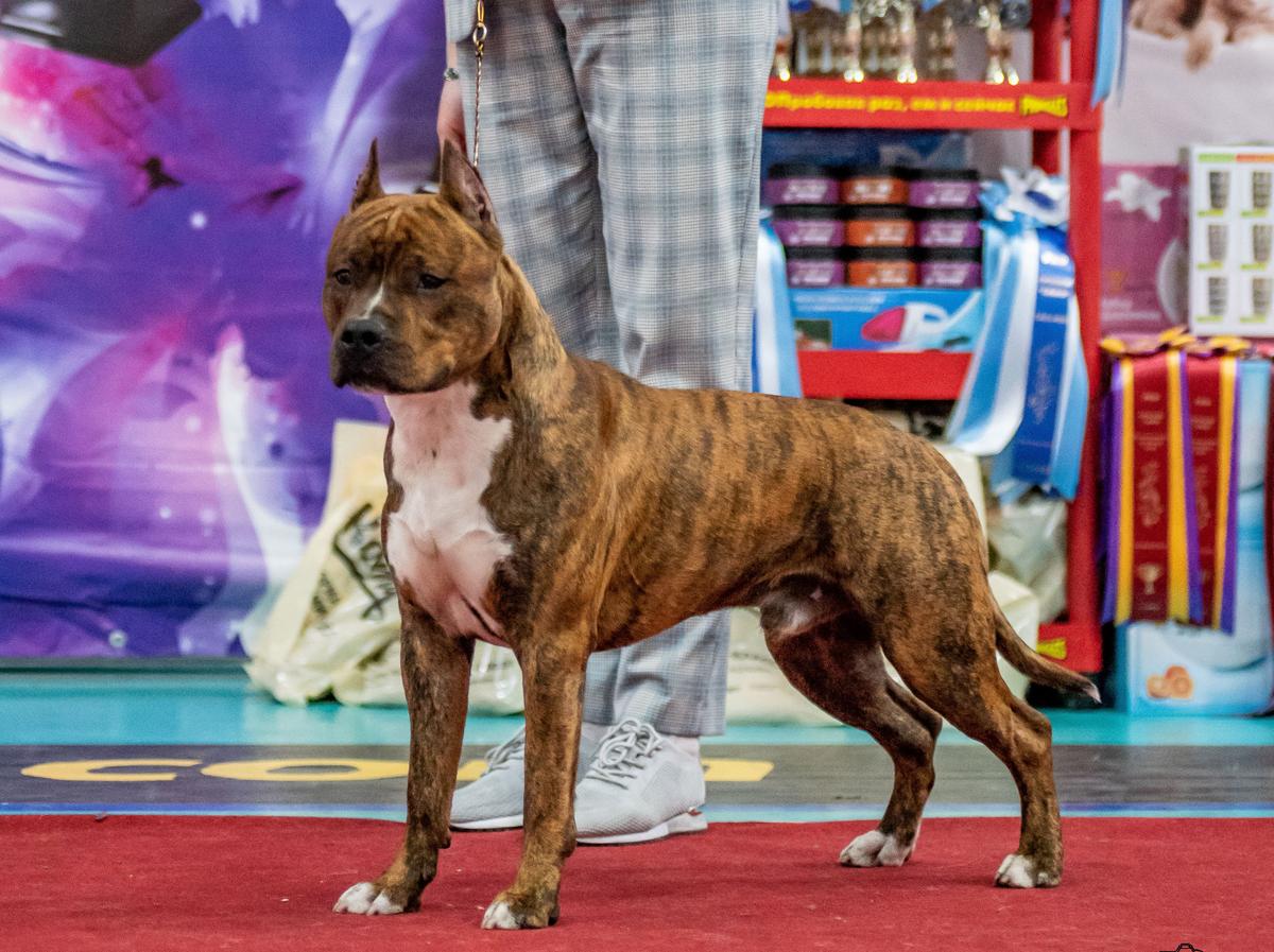 Bronislav Iz Doma Lankaster | American Staffordshire Terrier 