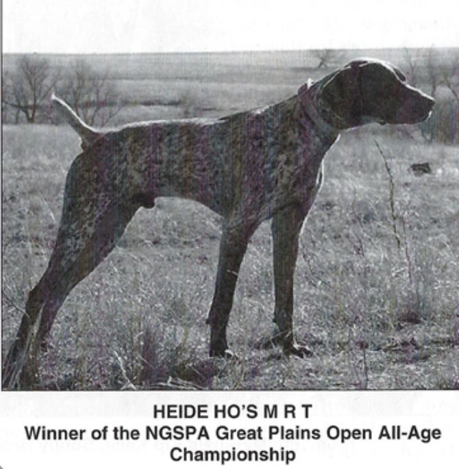 Heide Ho's MRT | German Shorthaired Pointer 