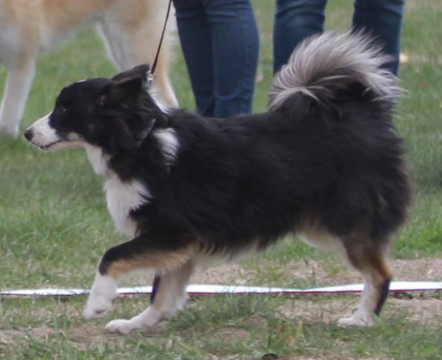 Hawk's Hekja Lazy River of Jurassic Valley | Icelandic Sheepdog 