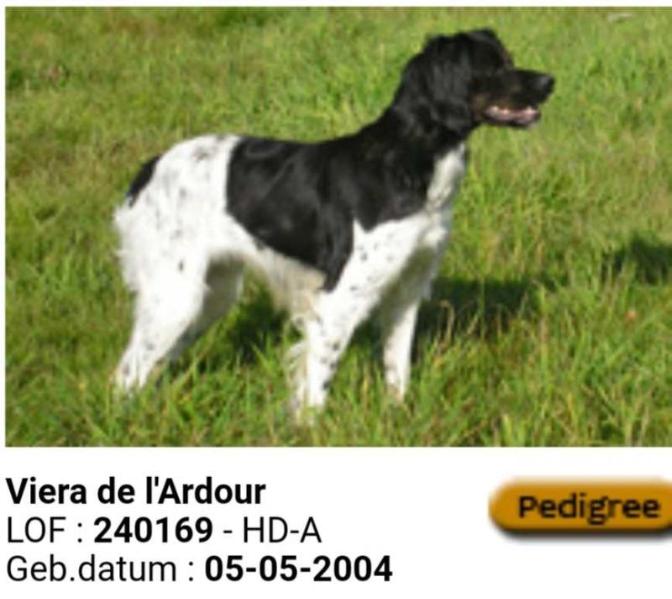 VIERA de l'Ardour | Brittany 