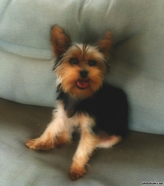 Rory | Yorkshire Terrier 