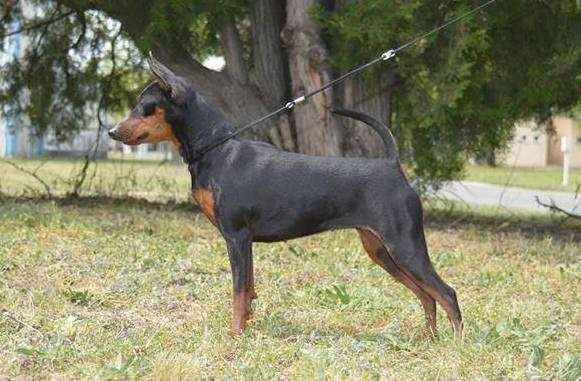 Cinke d'IQ.Hu | Miniature Pinscher 