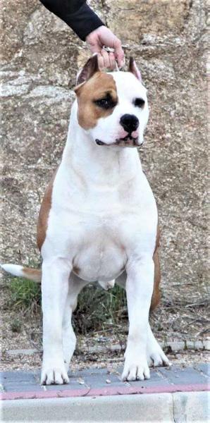 Maria&amp;Raki´s Humprhey Bogart | American Staffordshire Terrier 