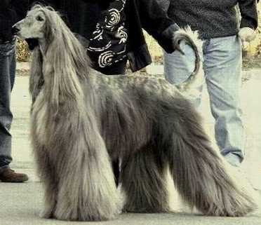 River flow d'Hezaradjah ch | Afghan Hound 