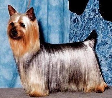 TAWNY MIST FORTUNE HUNTER | Silky Terrier 