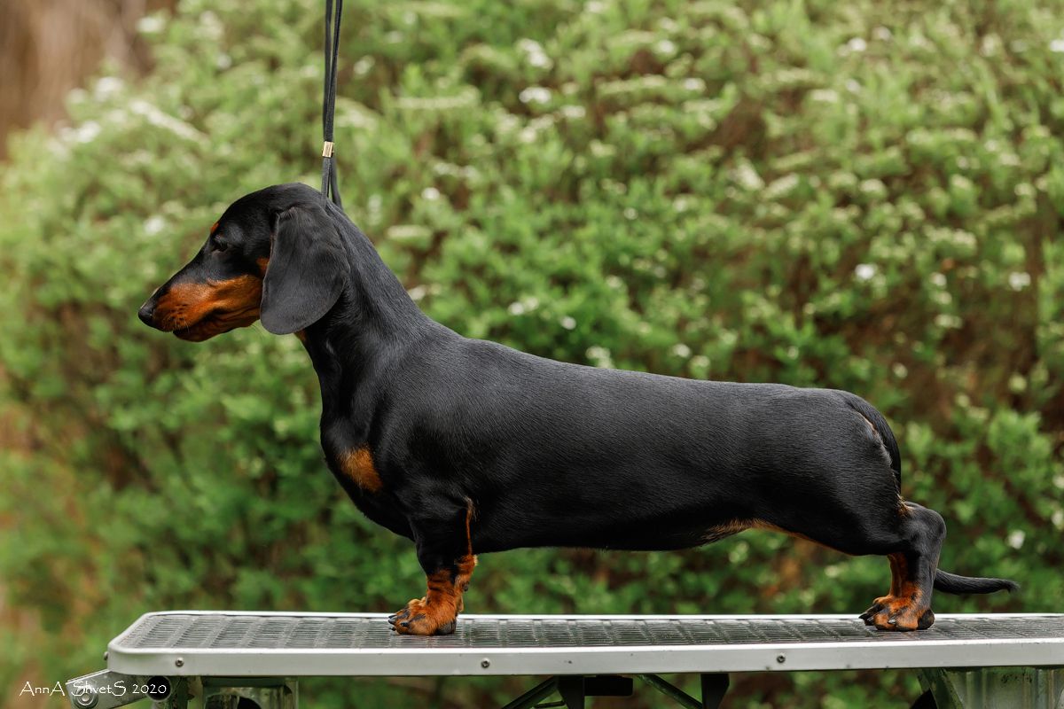 EmDash SWEETHEART | Dachshund 