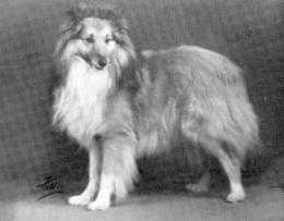 Russetcoat Of Callart | Shetland Sheepdog 