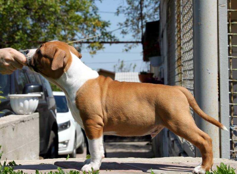 STEP TO THE TOP TIGER VIK | American Staffordshire Terrier 