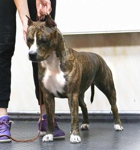 Zhura Kasta Tigris Iz Doma Lankaster | American Staffordshire Terrier 