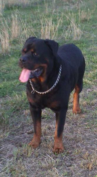 Crobreed Izak | Rottweiler 