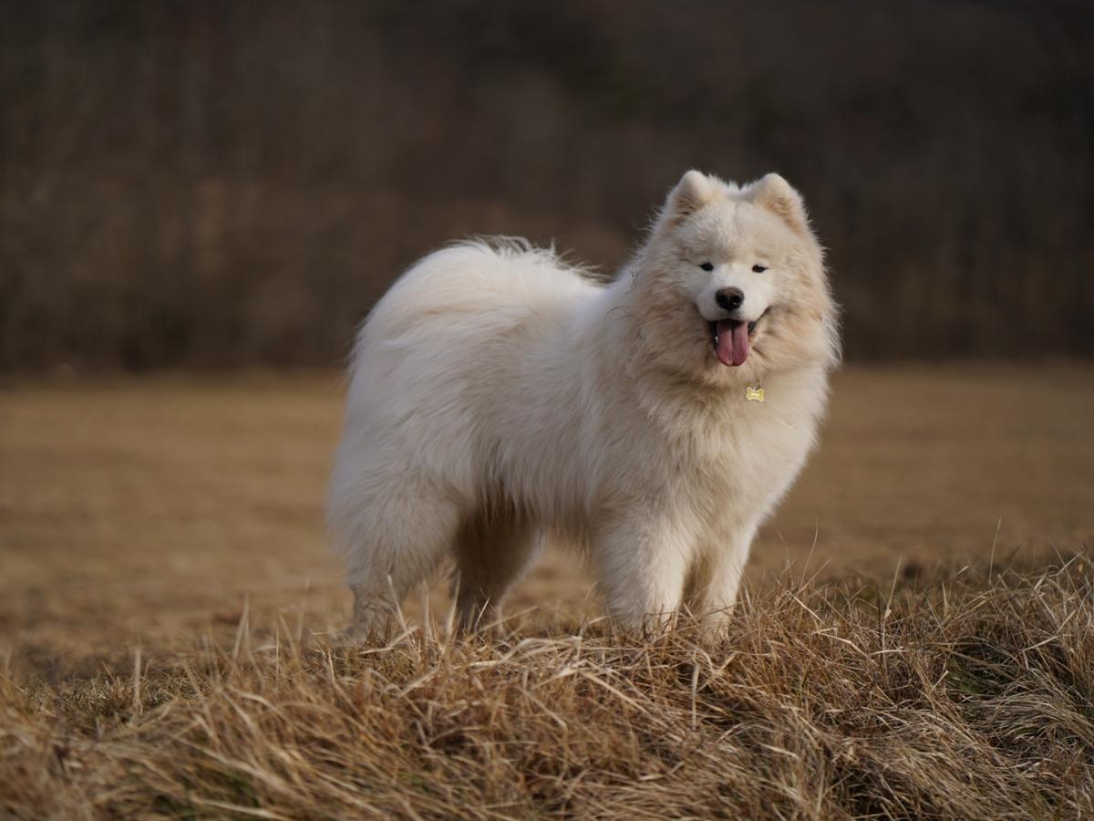 Fire on Fire Sun is Shining | Samoyed 