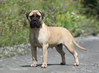 Eashik Ladybug | Bullmastiff 