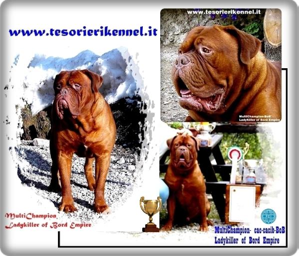 Ladykiller of Bord Empire | Dogue de Bordeaux 