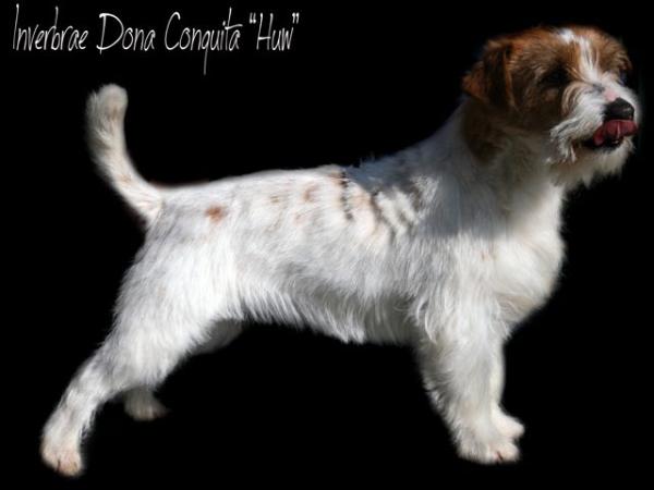 Inverbrae Dona Chiquita | Jack Russell Terrier 