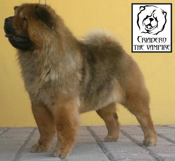 Nezzie (Velasco) Mex FCI | Chow Chow 