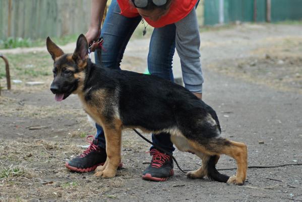 Rand des Meeris Salome Kane | German Shepherd Dog 