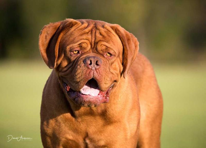 Amedange Once in a Blue Moon | Dogue de Bordeaux 