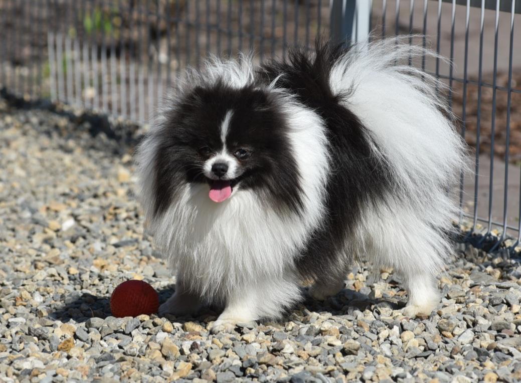 Divo Divnoe San rise Kredo | German Spitz 