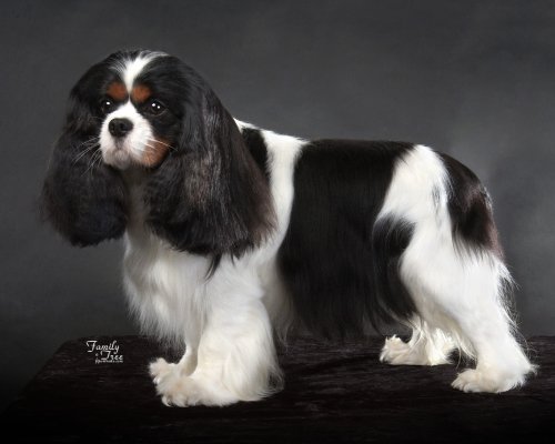 Sheeba Special Inspiration | Cavalier King Charles Spaniel 