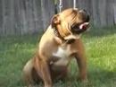 South Warrens Hooch | Olde English Bulldogge 