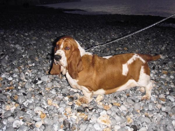 Fee du haras de la vergne | Basset Hound 