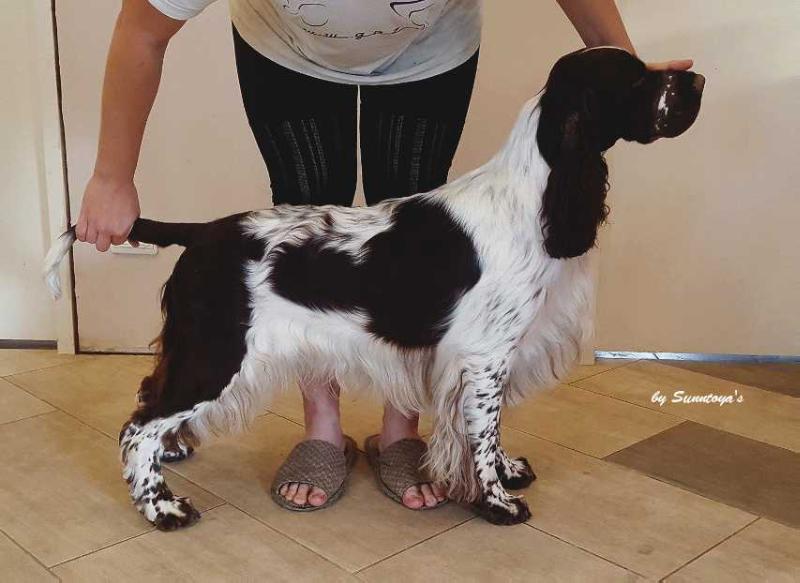 Sunntoya's Il Volo | English Springer Spaniel 