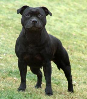 But's Charming Ruffians Roxanne | Staffordshire Bull Terrier 