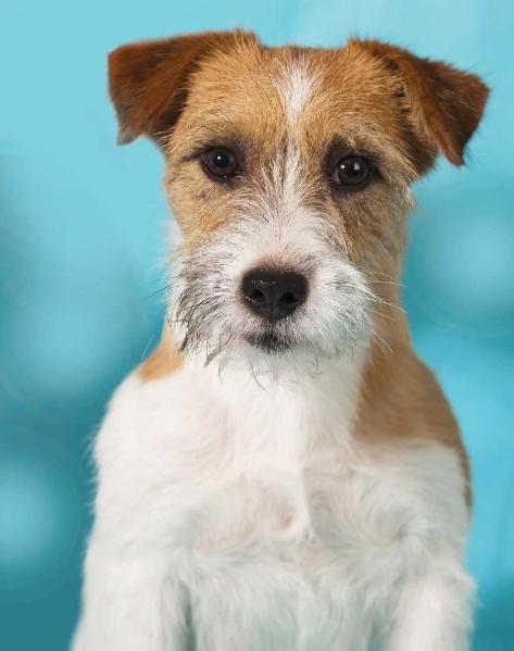 Kindred Soul Too Much but only not for me | Jack Russell Terrier 