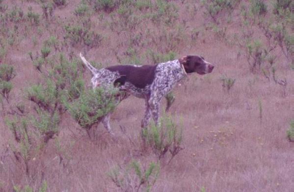 Prim de Saboya | German Shorthaired Pointer 