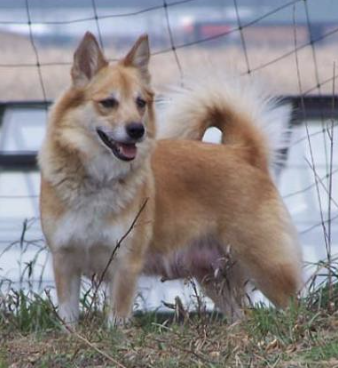 Frelsi Farms Belle | Icelandic Sheepdog 