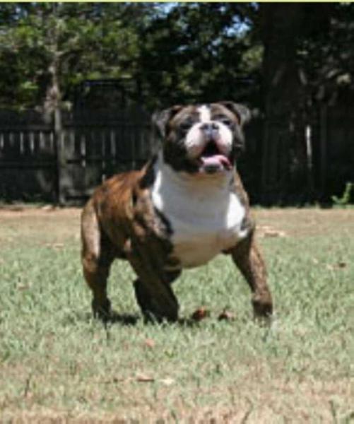 DAWSON Creek Ciroc | Olde English Bulldogge 