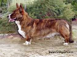 Cardigan Park Virginia Dream | Cardigan Welsh Corgi 