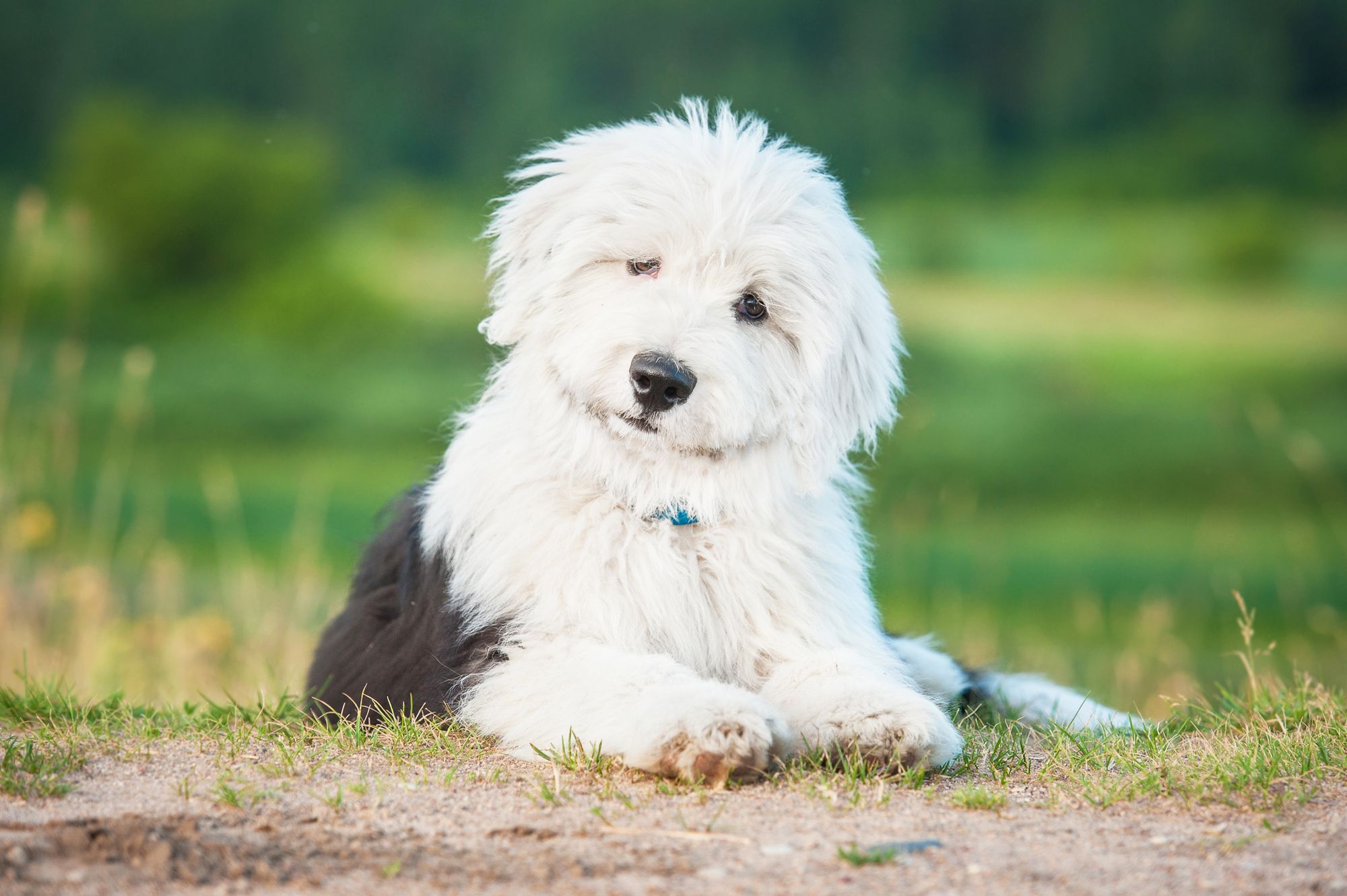 Old English Sheepdog