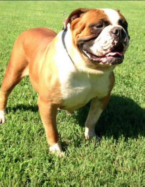 Sauceda Sally | Olde English Bulldogge 