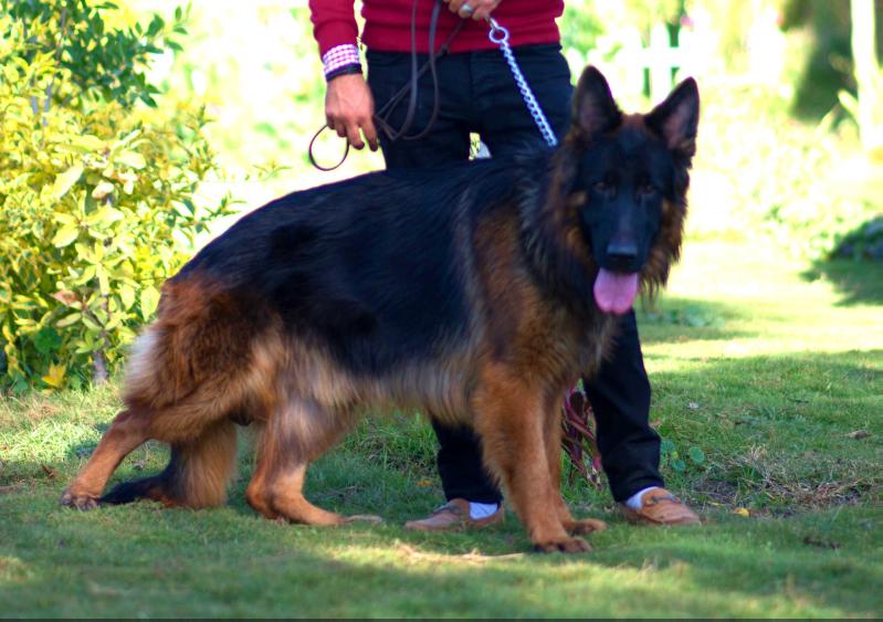 Fighter Vom Heroes | German Shepherd Dog 